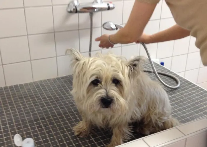 Отель To'n Schlagboom 2*